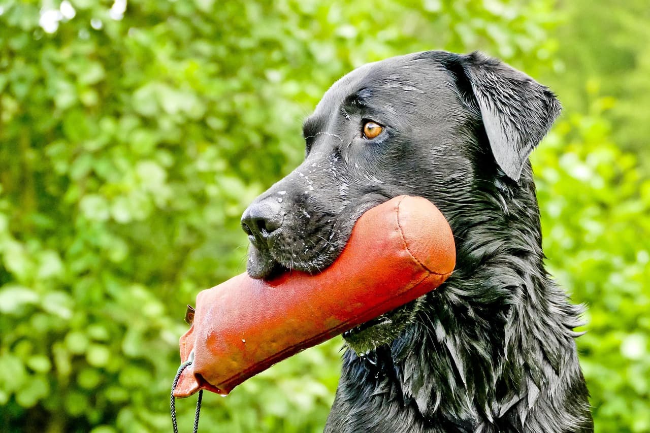 Producten voor jouw hond
