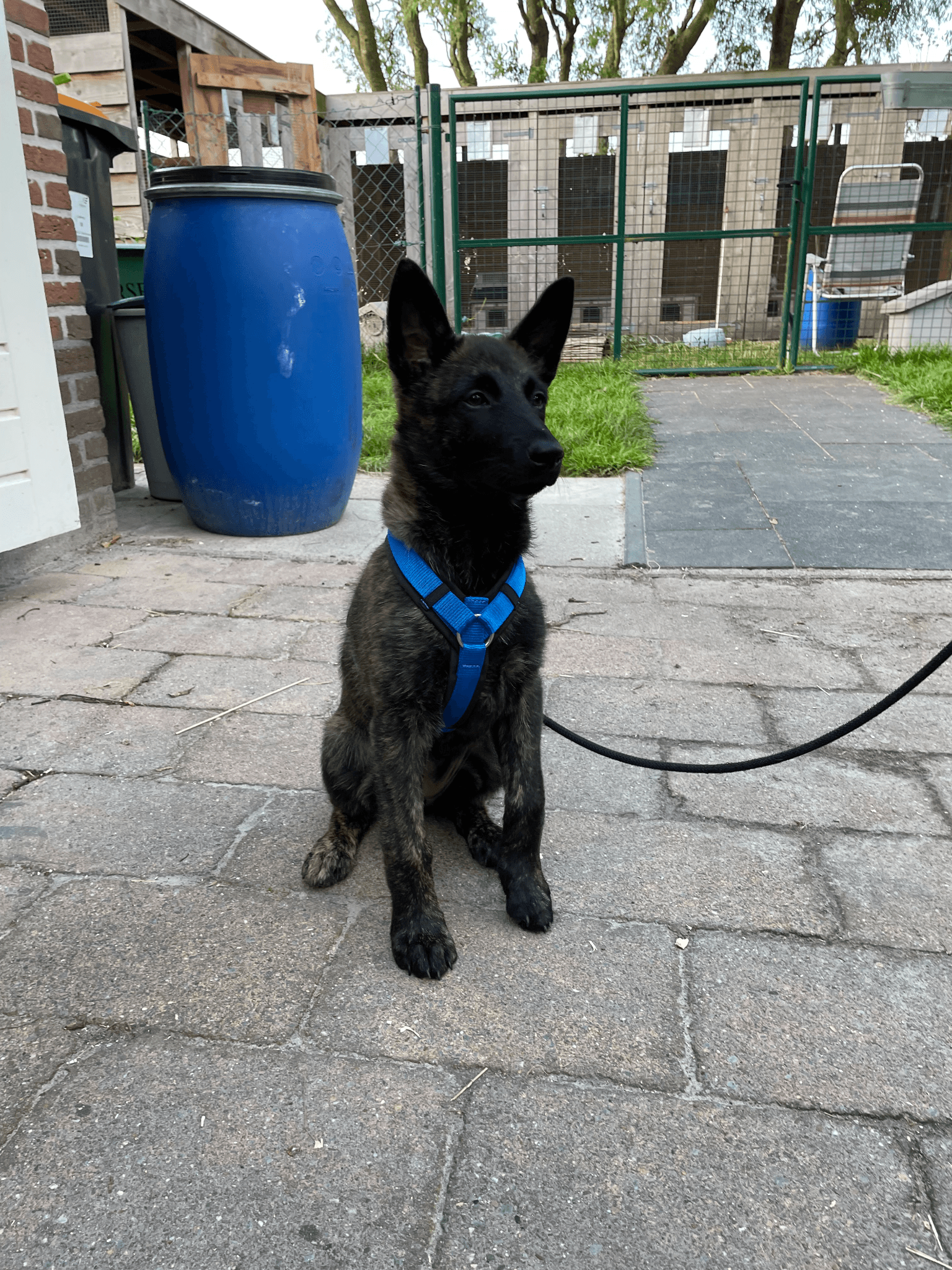 Anny x Fun en Protect hondentuigje | Y-vormig hondentuigje | Geschikt voor iedere hond