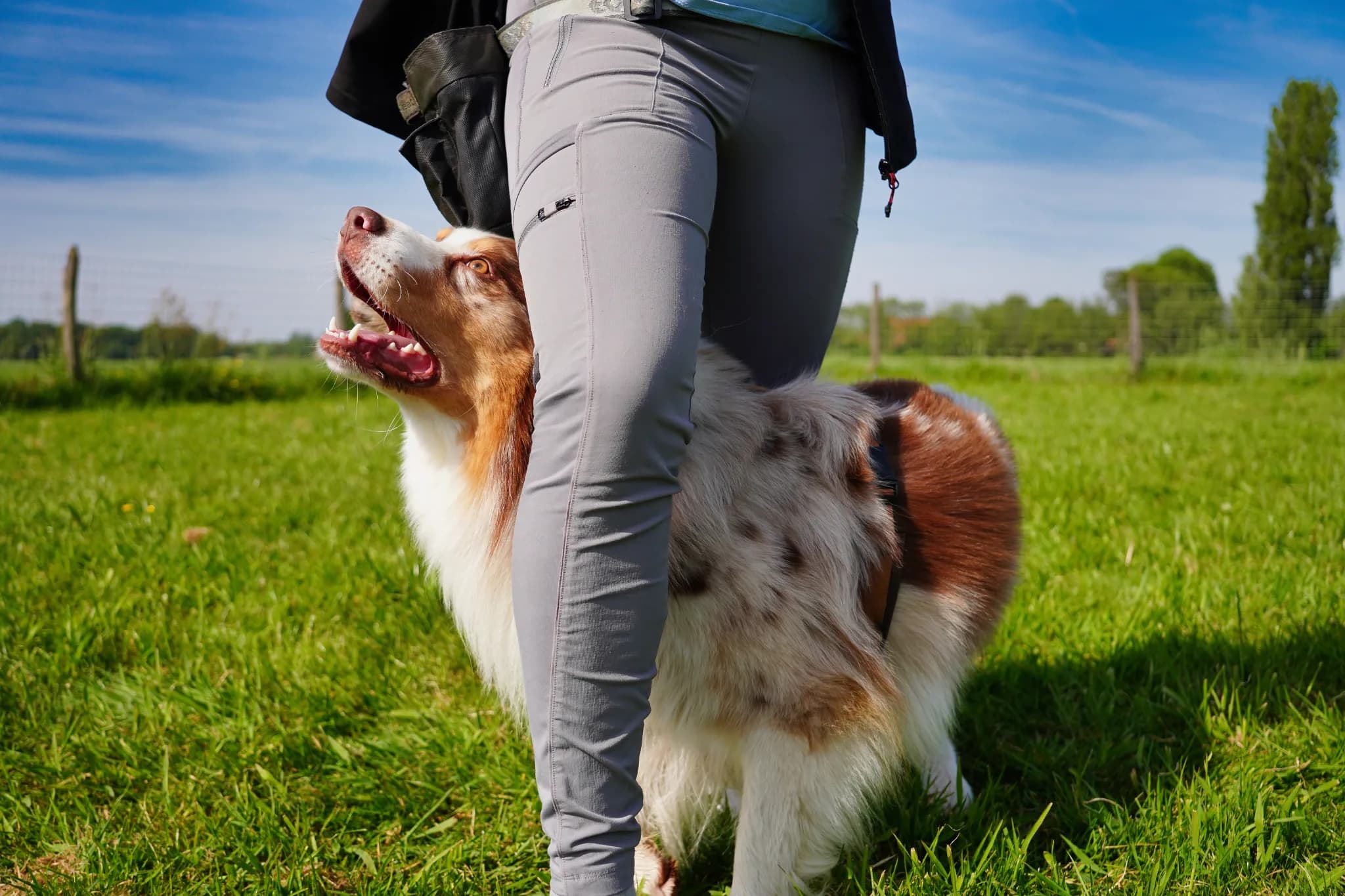 Dogdance cursus