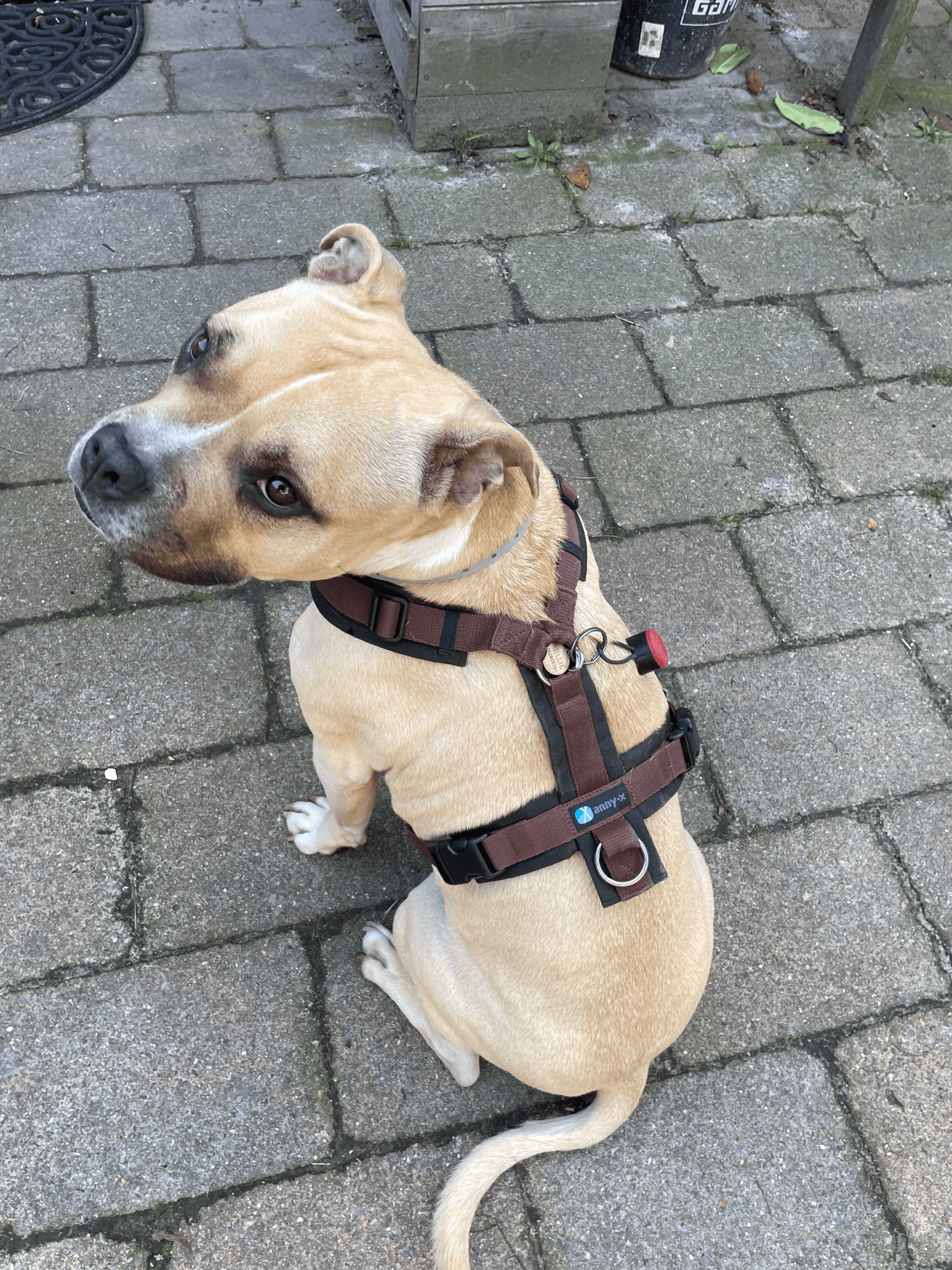 Anny x Fun en Protect hondentuigje | Y-vormig hondentuigje | Geschikt voor iedere hond