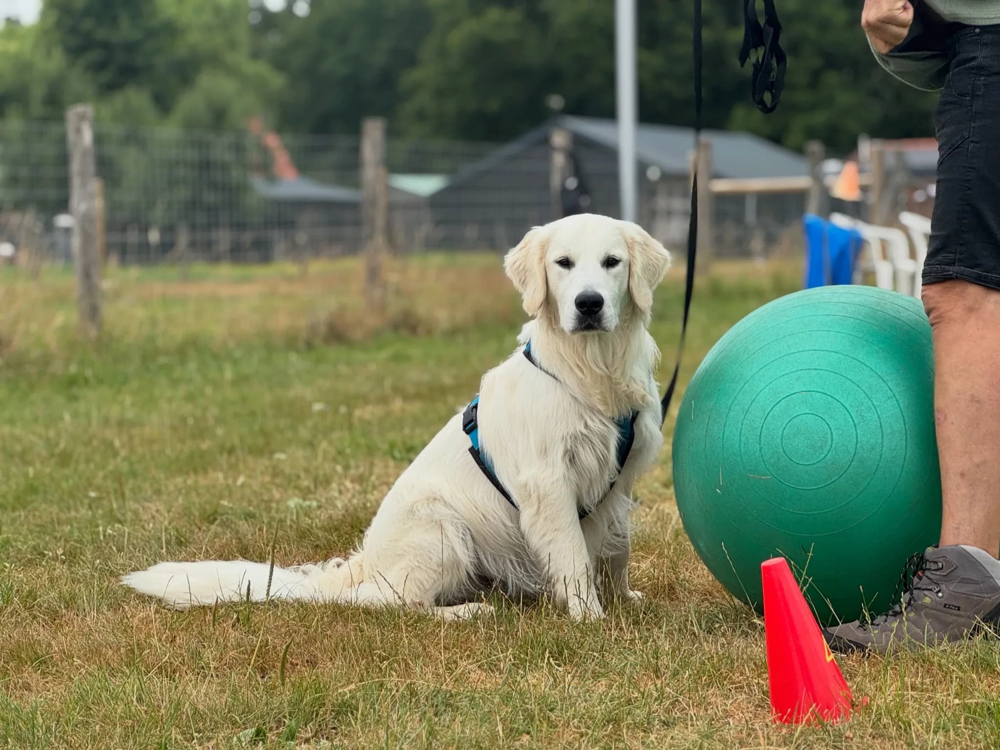 Cursus Treibball 5 lessen — beeld 4