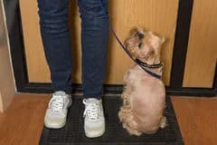 Themales Wandelen zonder trekken