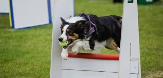 Themales Flyball