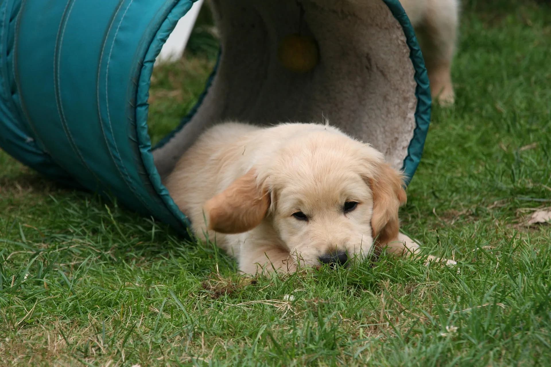 Puppyparcours — beeld 4