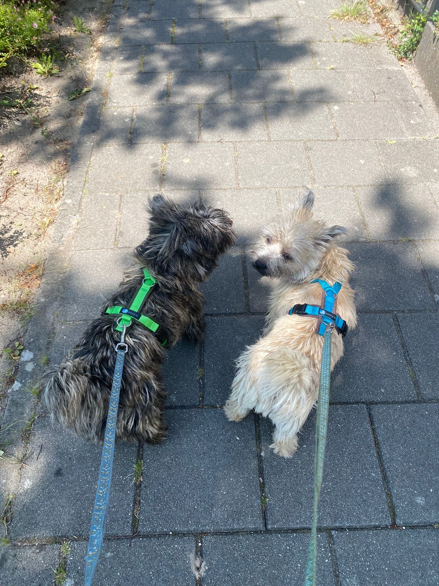 Anny x Fun en Protect hondentuigje | Y-vormig hondentuigje | Geschikt voor iedere hond