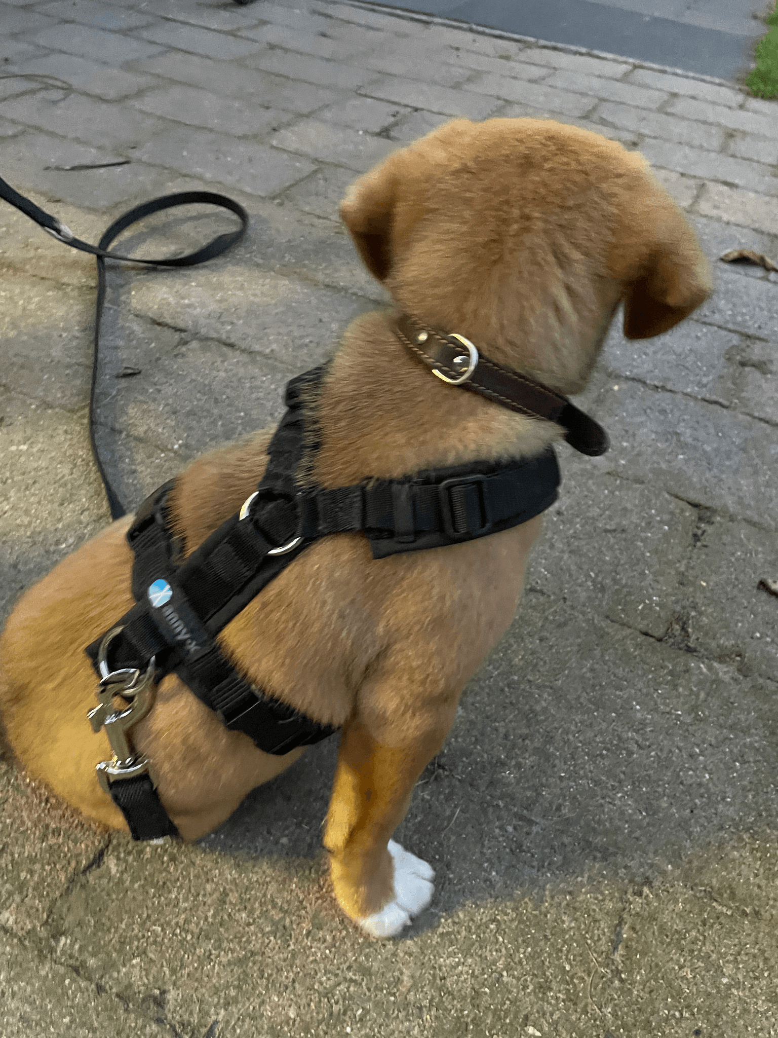 Anny x Fun en Protect hondentuigje | Y-vormig hondentuigje | Geschikt voor iedere hond