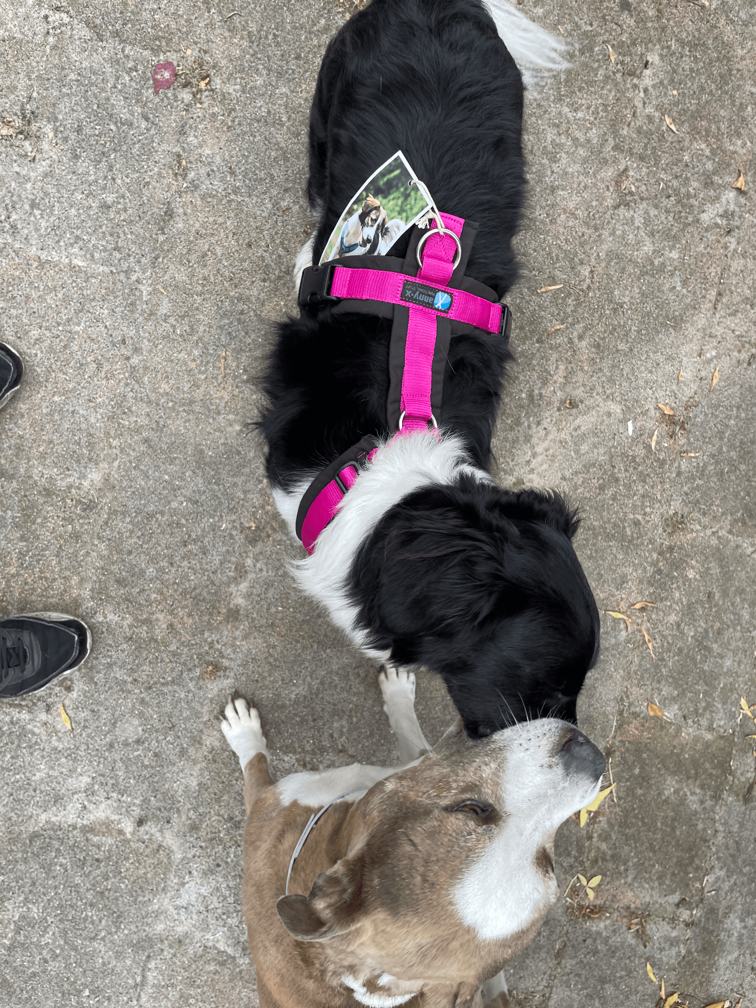 Anny x Fun en Protect hondentuigje | Y-vormig hondentuigje | Geschikt voor iedere hond
