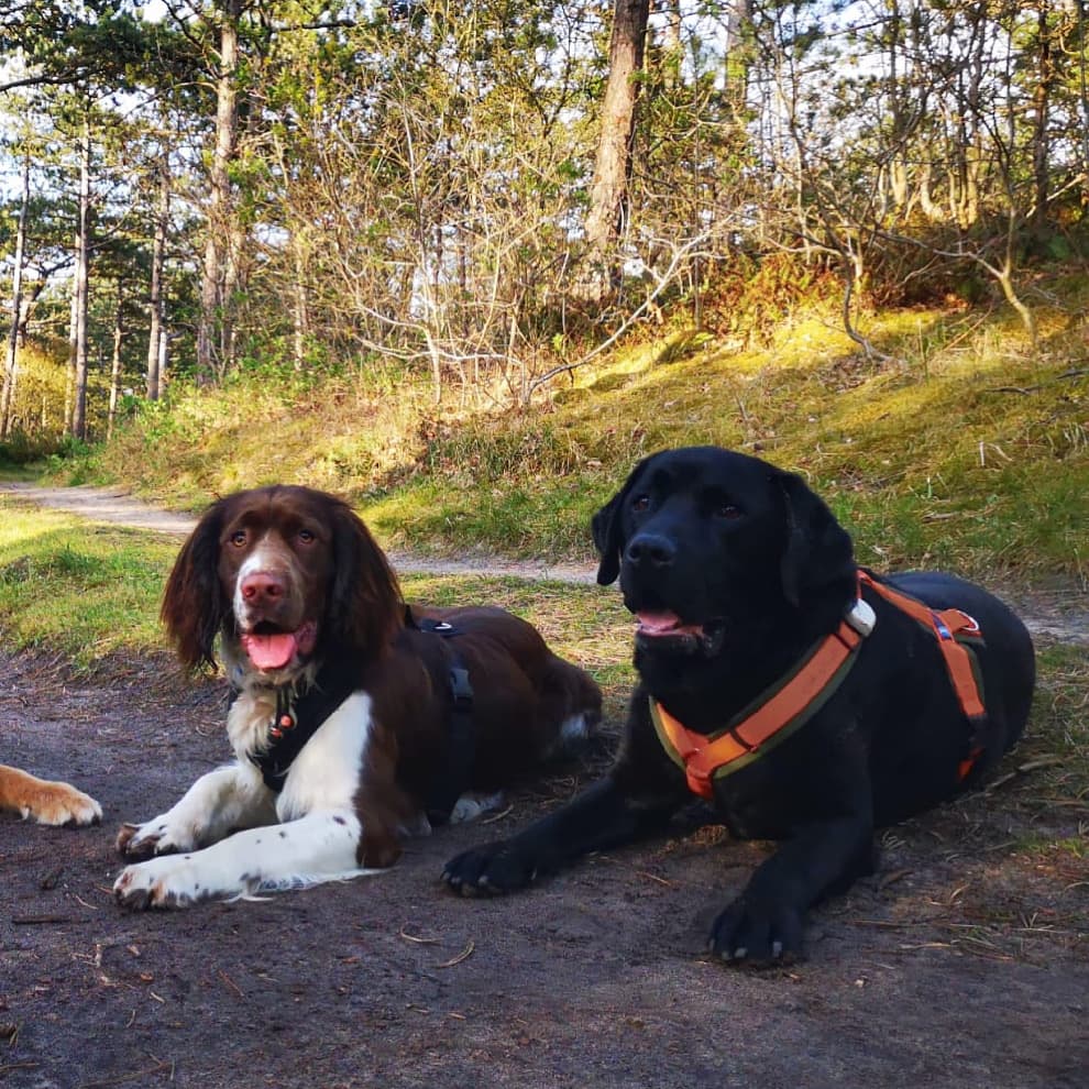 Anny x Fun en Protect hondentuigje | Y-vormig hondentuigje | Geschikt voor iedere hond