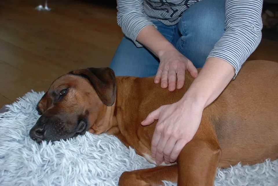 Workshop Hondenmassage — beeld 4