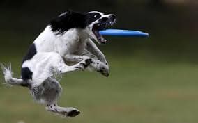 Workshop Dogfrisbee