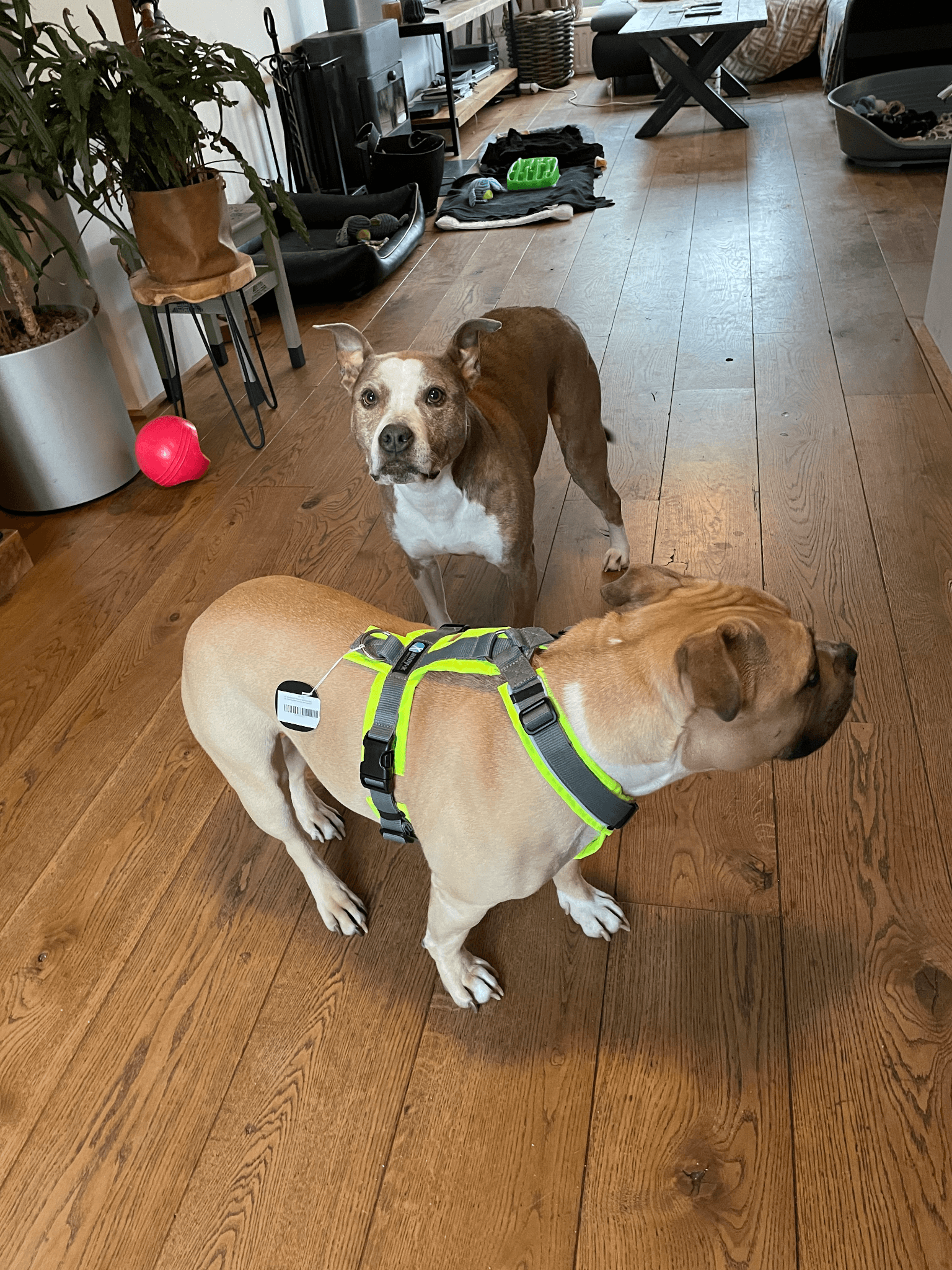 Anny x Fun en Protect hondentuigje | Y-vormig hondentuigje | Geschikt voor iedere hond