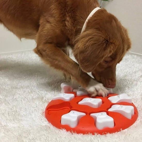 Huur Nina Ottosson dog smart + borg 1 week