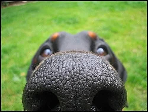 Themales Detectie beginners — beeld 4