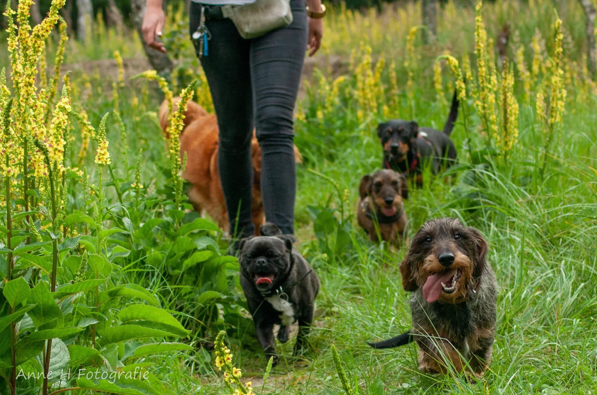 Honden wandelen samen in het veld