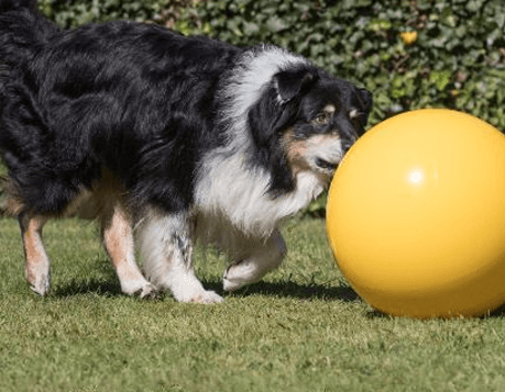Treibball antiburst 45-65 cm — 55 cm · Gevlamd
