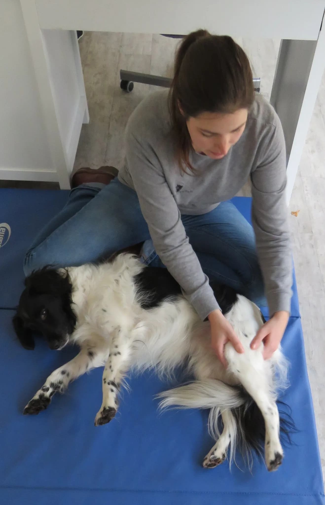 Workshop Hondenmassage