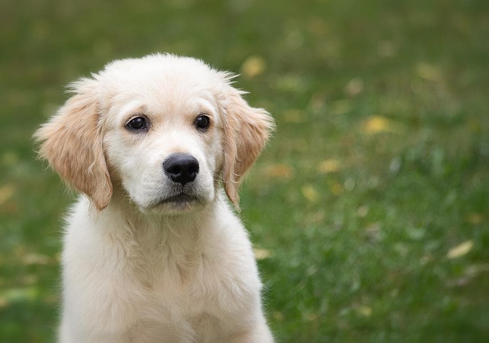 Puppycursus — beeld 4