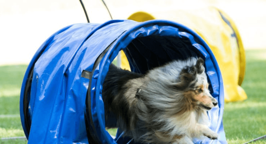 Cursus Hoopers 4 lessen — beeld 4