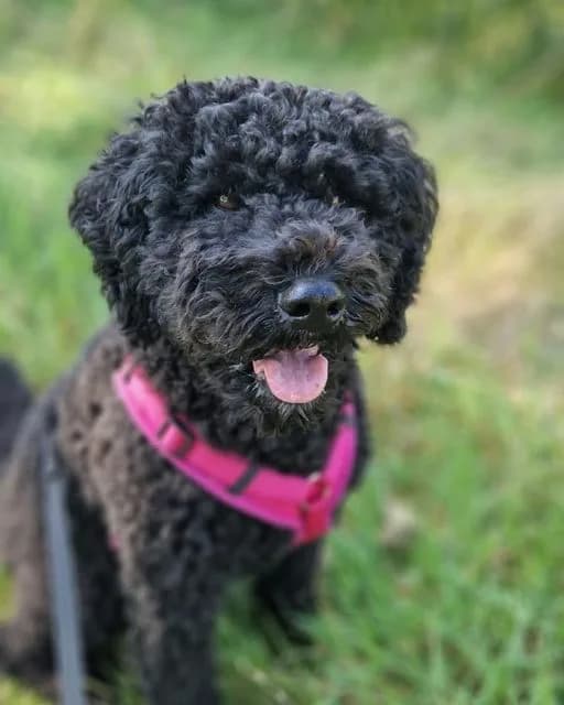 Anny x Fun en Protect hondentuigje | Y-vormig hondentuigje | Geschikt voor iedere hond 3